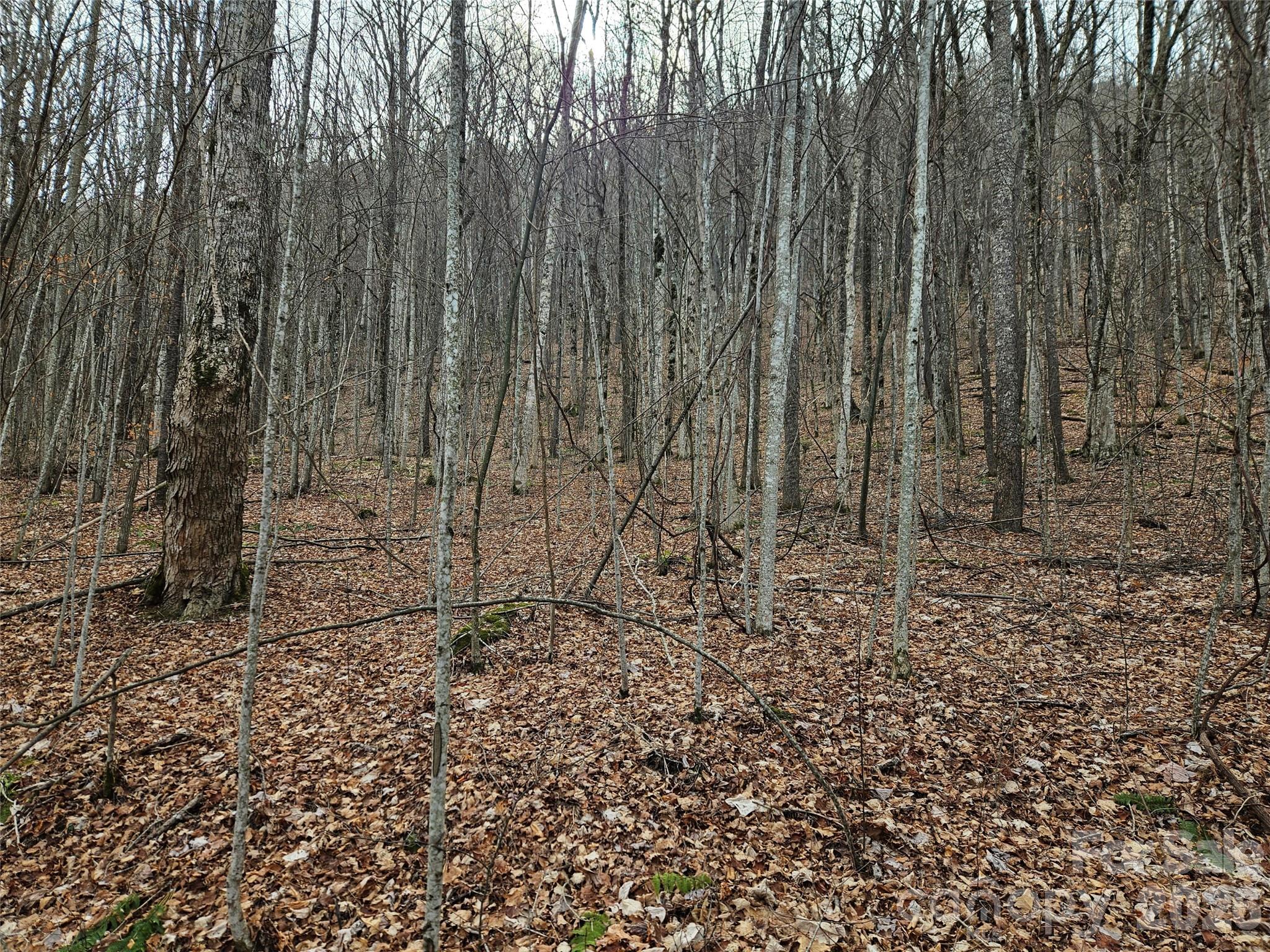 0 Slippery Rock Road Waynesville, NC 28785 - Photo 8 of 14