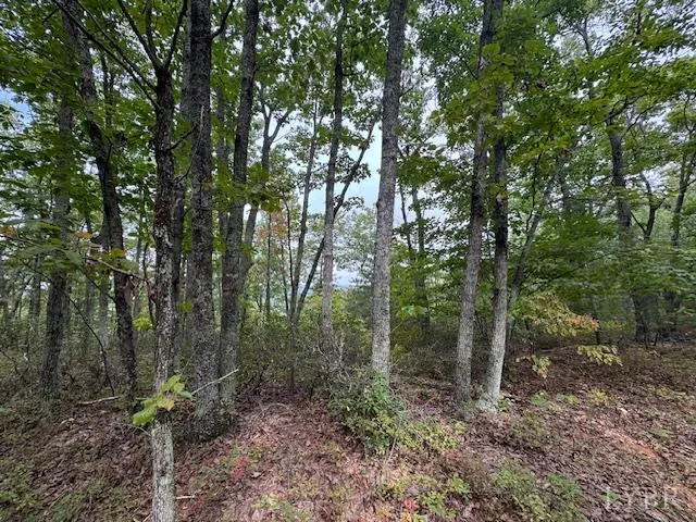 a view of a forest that has large trees