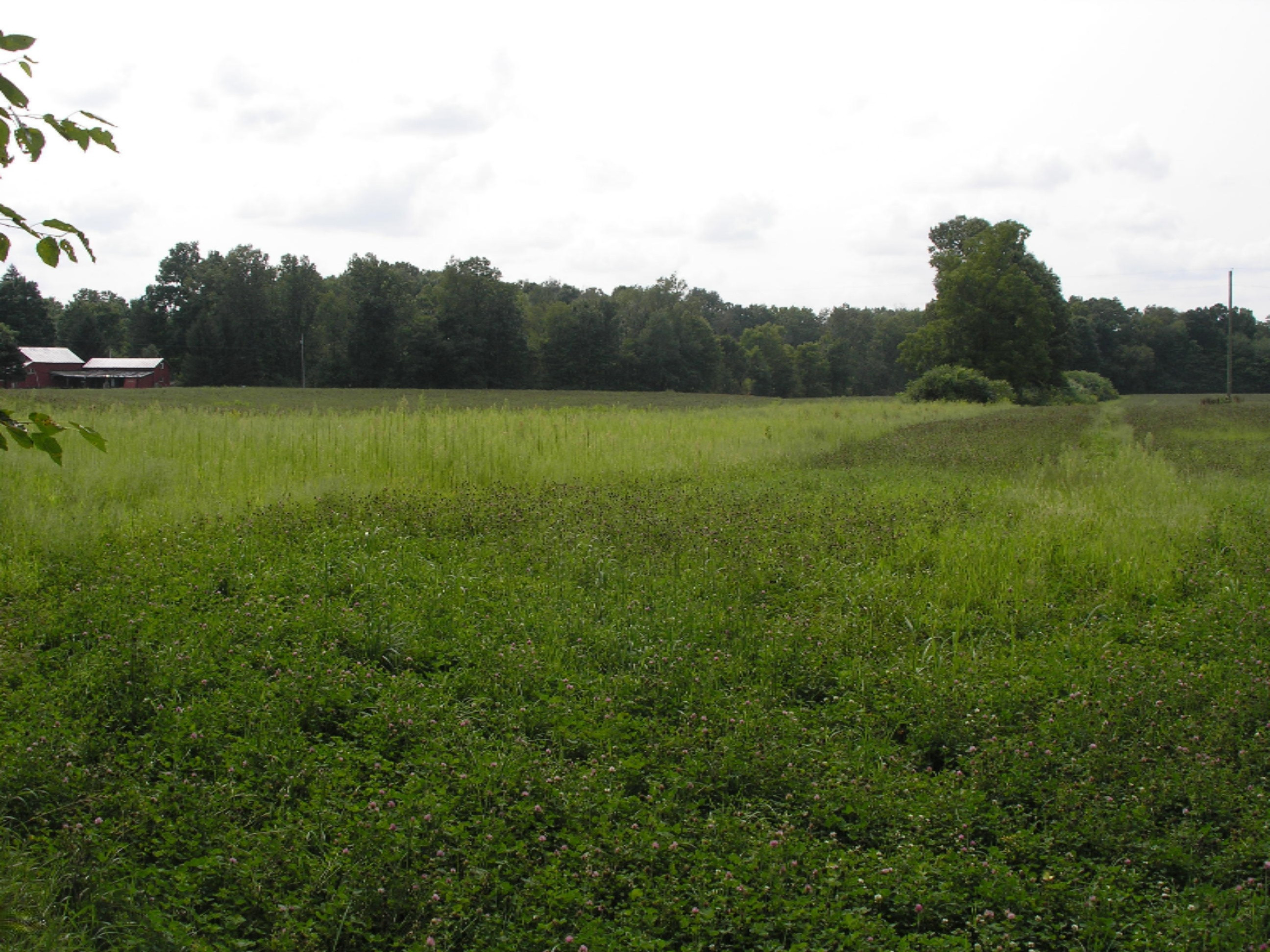 10134 Bair Lake Street Three Rivers, MI 49093 - Photo 54 of 56 10134 Bair Lake - hay field 001