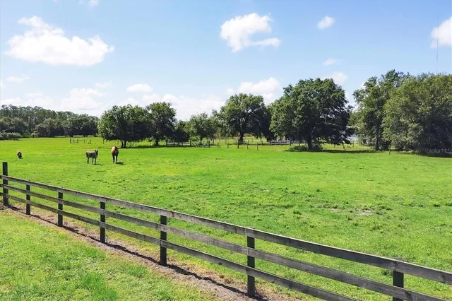 a view of field with grass and a palm tree