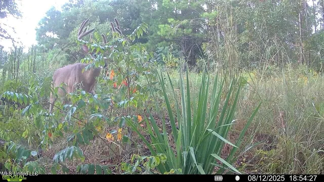 $1,125,000 | 200 Robert Williams Road, Fayette, MS 39069