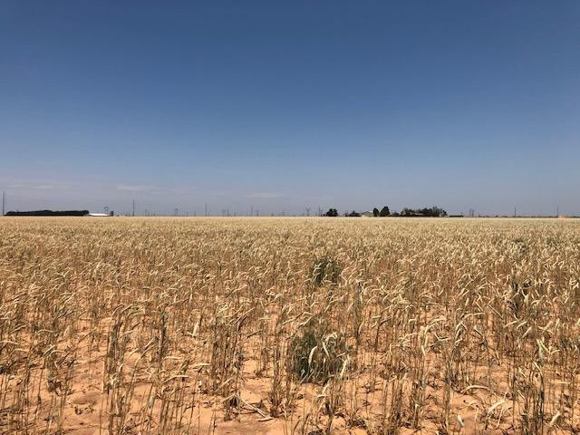 0 F M 2060 Abernathy, TX 79311 - Photo 3 of 3 a view of wooden floor