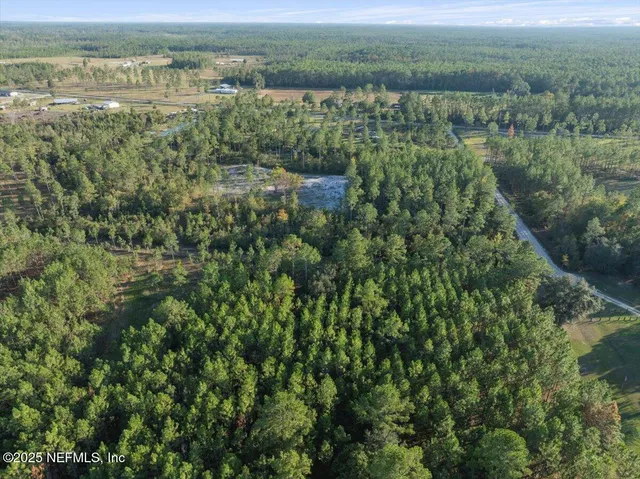a view of a forest with a tree