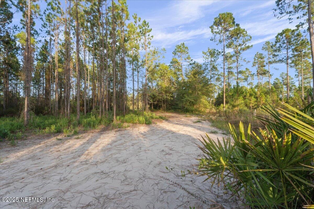 Tbd Jerry Holland Road Sanderson, FL 32087 - Photo 3 of 16 a view of a yard with plants and trees