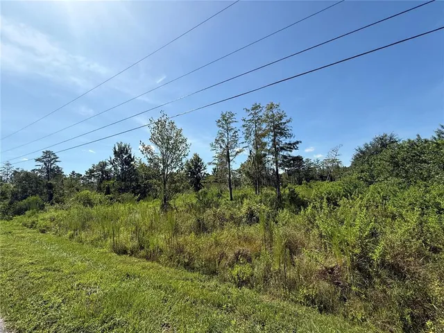 a view of a lush green forest