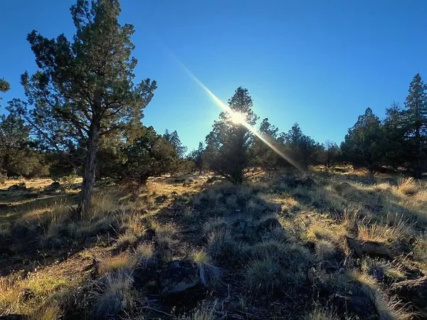 a view of a forest with a tree