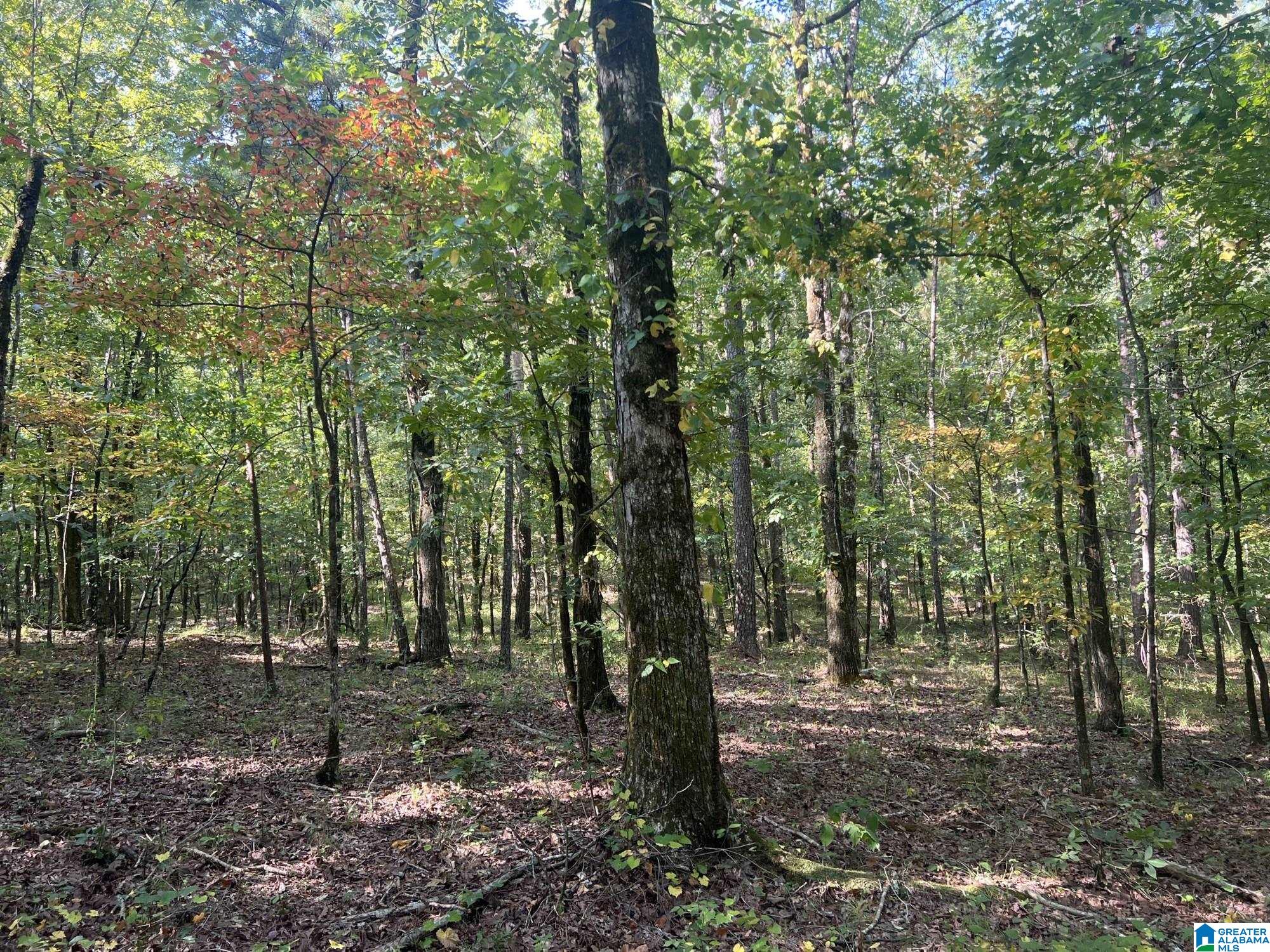 0 County Road 95 Montevallo, AL 35115 - Photo 1 of 10