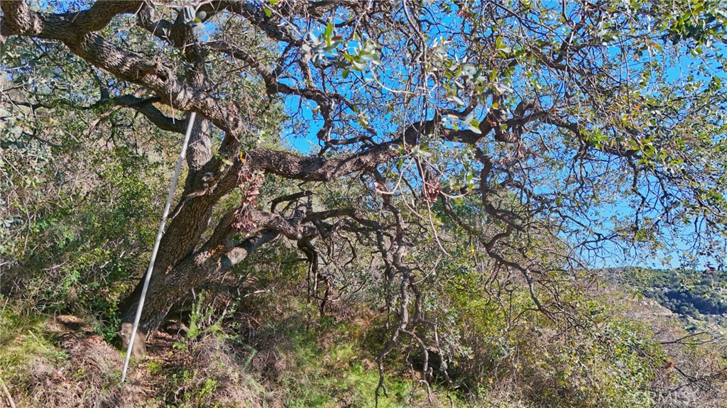 3 Vuelta Grande Road Temecula, CA 92590 - Photo 35 of 37 a picture of tree