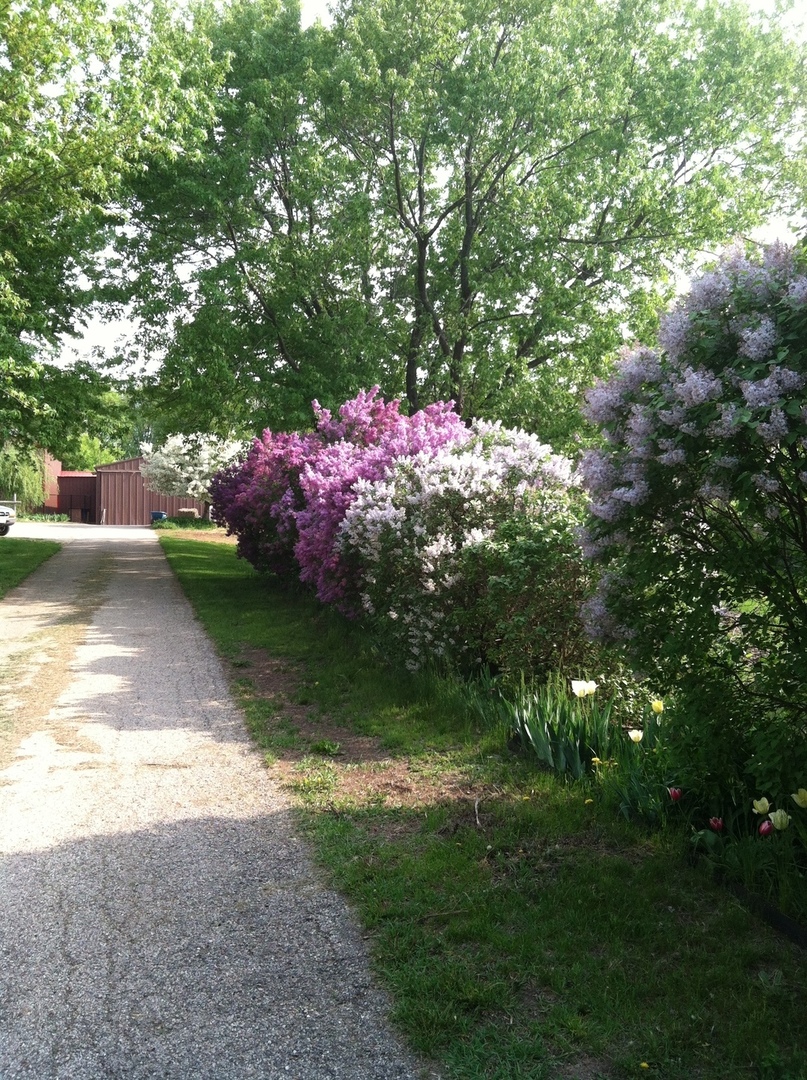 1010 Sunset Road Spring Grove, IL 60081 - Photo 15 of 40 a backyard of a house with lots of green space