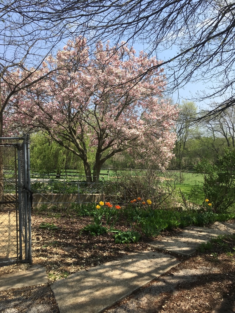1010 Sunset Road Spring Grove, IL 60081 - Photo 16 of 40 a backyard of a house with lots of green space