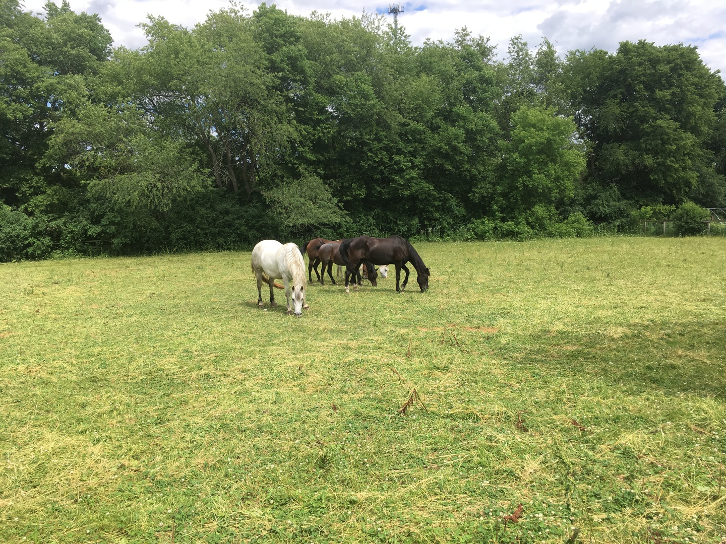 1010 Sunset Road Spring Grove, IL 60081 - Photo 4 of 40 a house view with a outdoor space