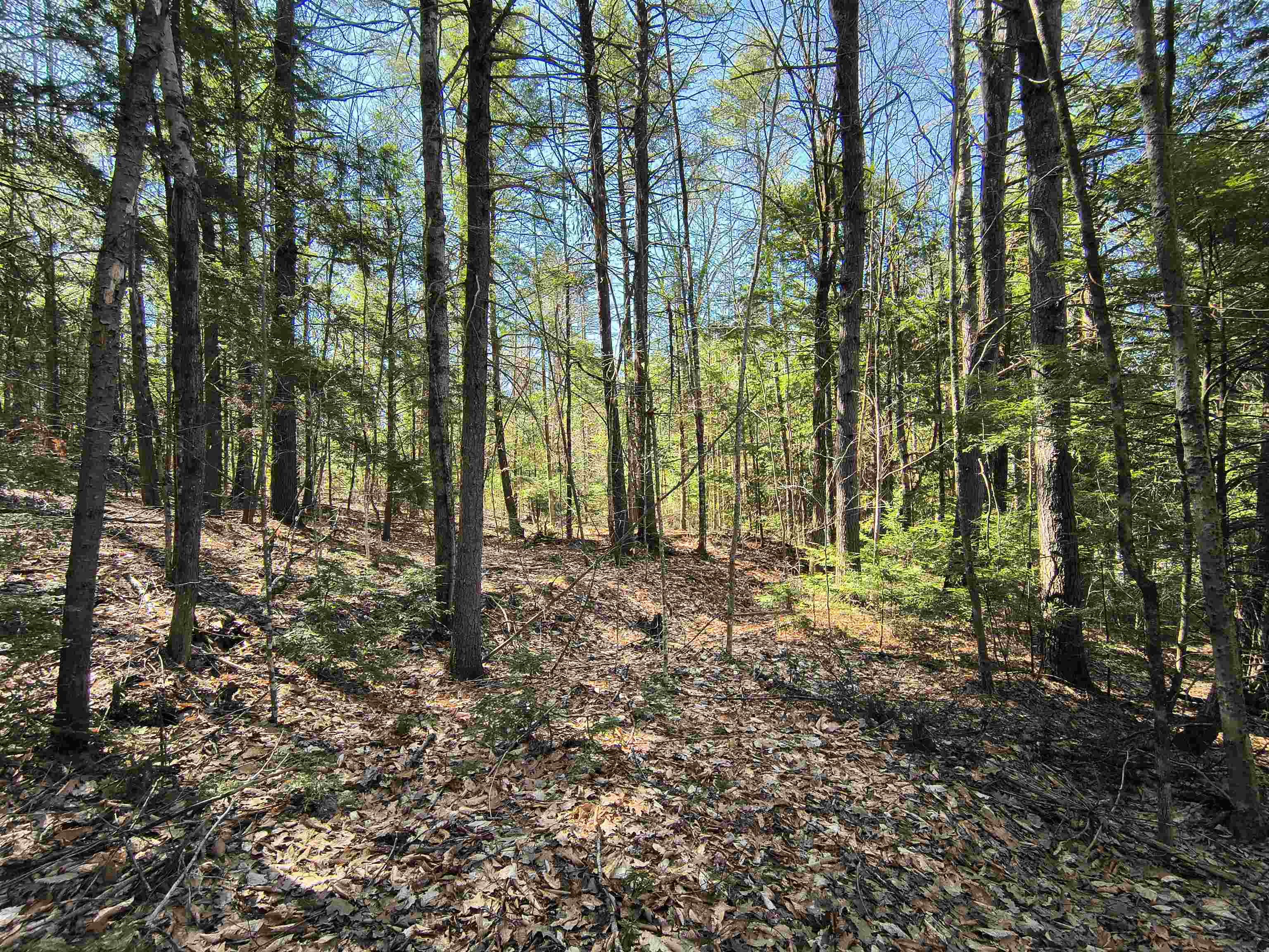 0 Littlefield Road Danbury, NH 03230 - Photo 11 of 15