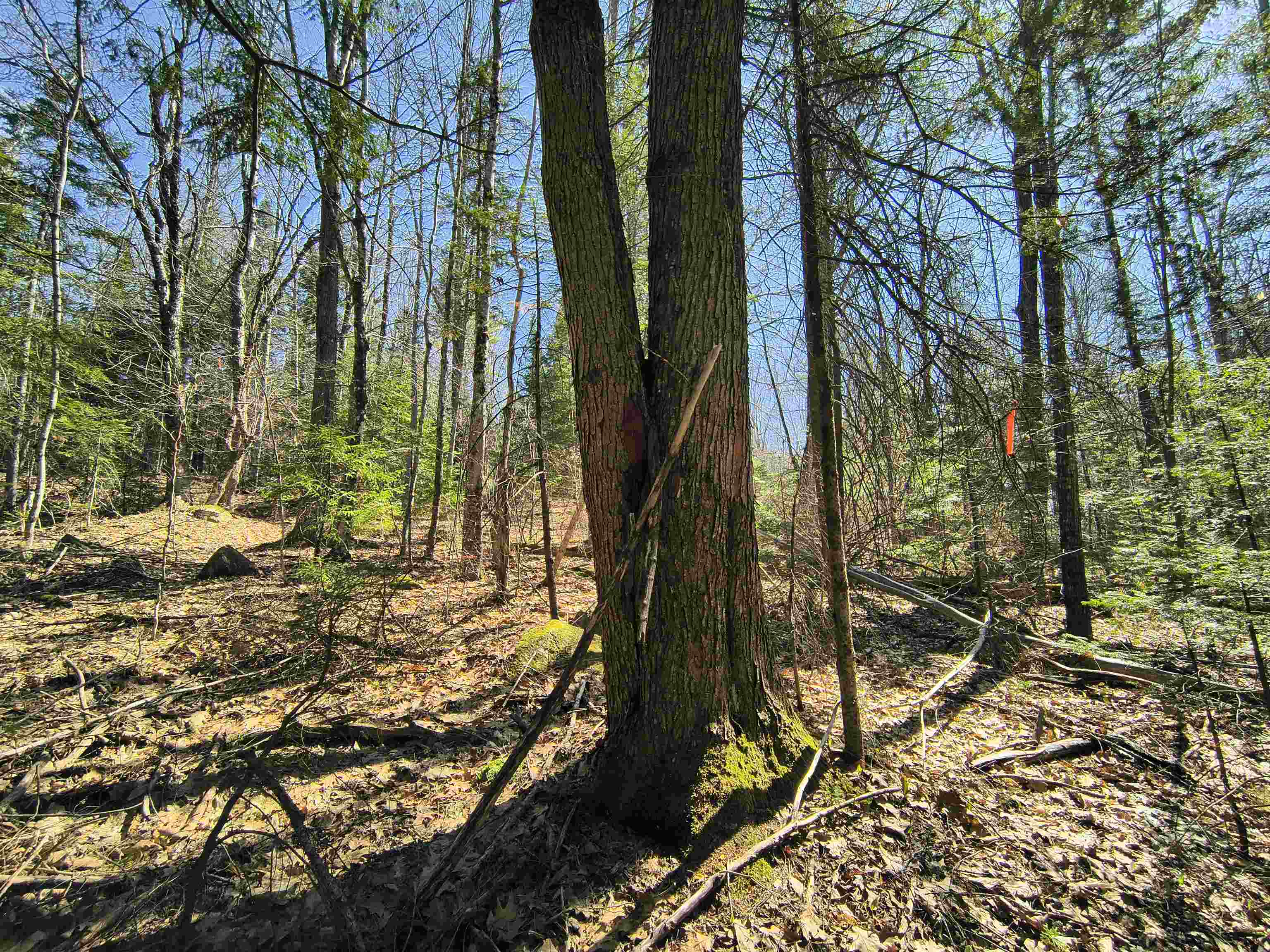 0 Littlefield Road Danbury, NH 03230 - Photo 7 of 15