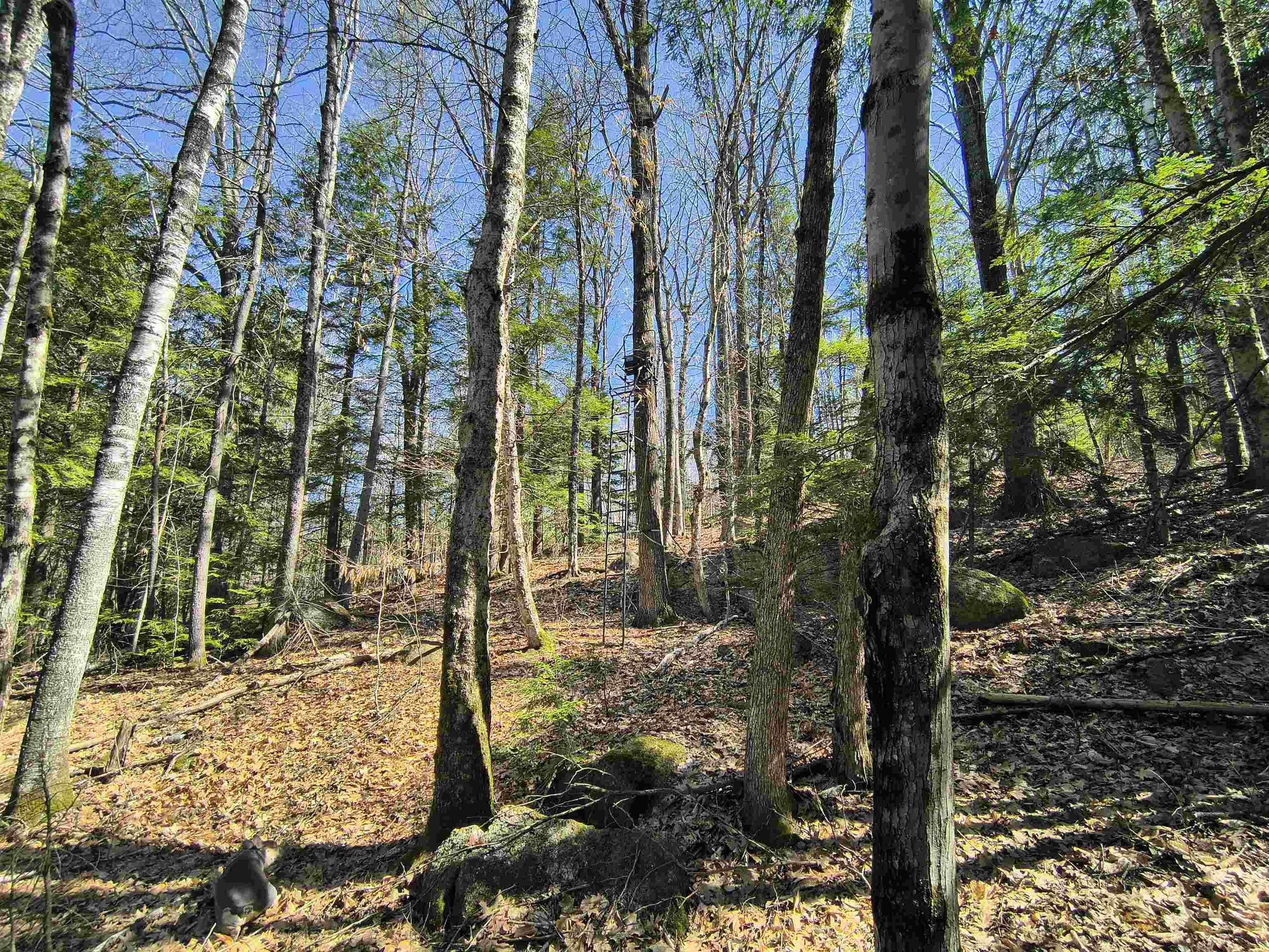 0 Littlefield Road Danbury, NH 03230 - Photo 8 of 15