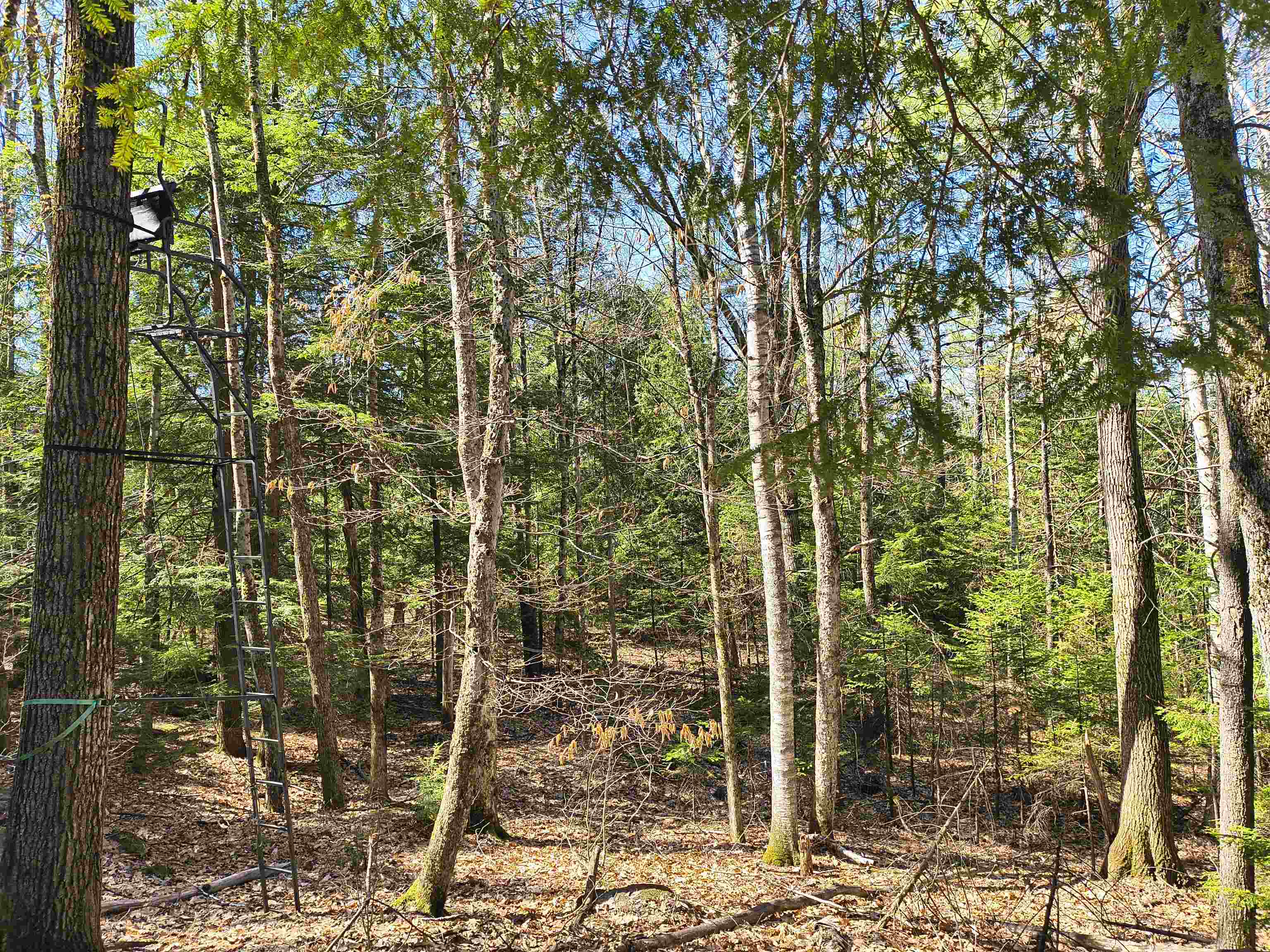 0 Littlefield Road Danbury, NH 03230 - Photo 10 of 15