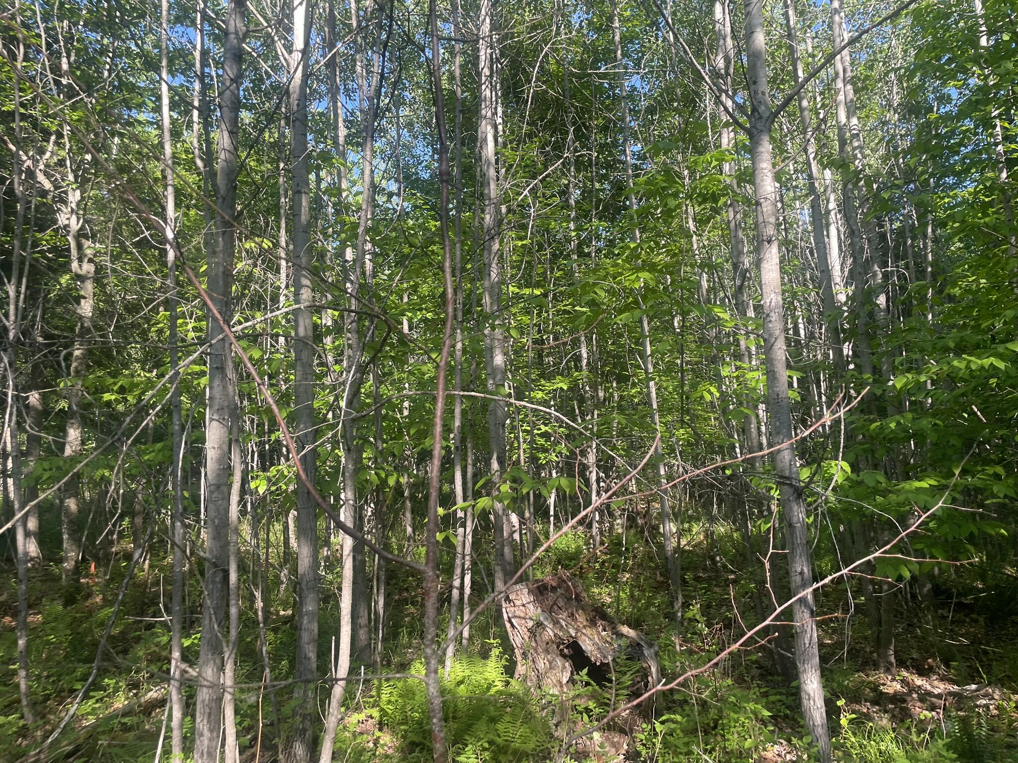 0 Macomber Road Readfield, ME 04355 - Photo 55 of 61 IMG_5691