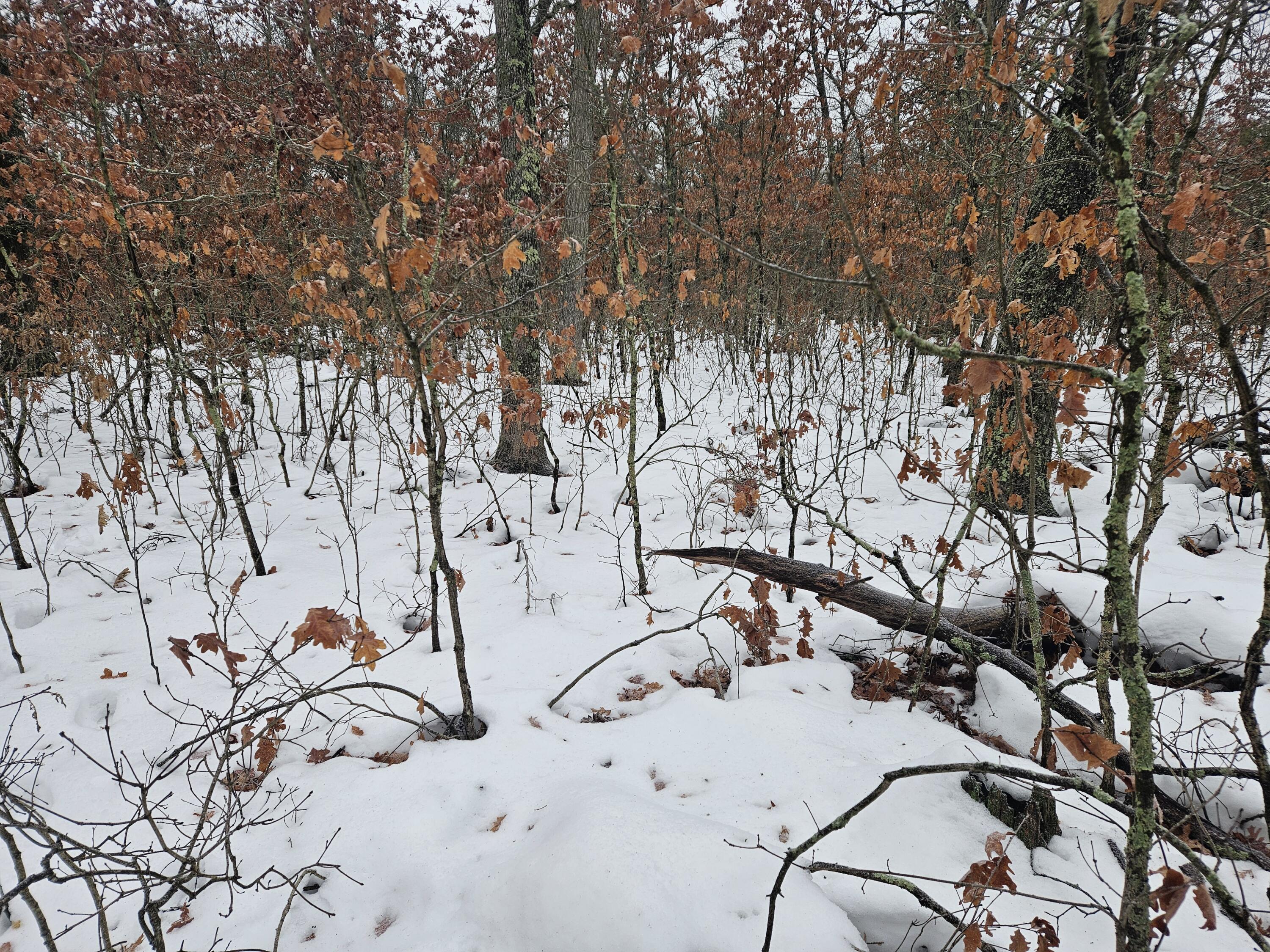 10-13 West Oliver St Road Baldwin, MI 49304 - Photo 1 of 12 20251227_101828