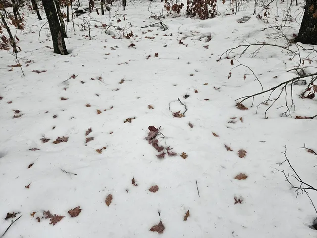 $9,900 | 10-13 West Oliver St Road, Baldwin, MI 49304