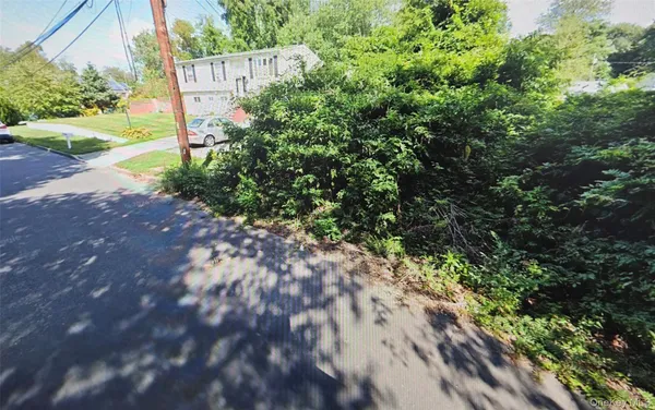 a view of a yard with plants and large trees