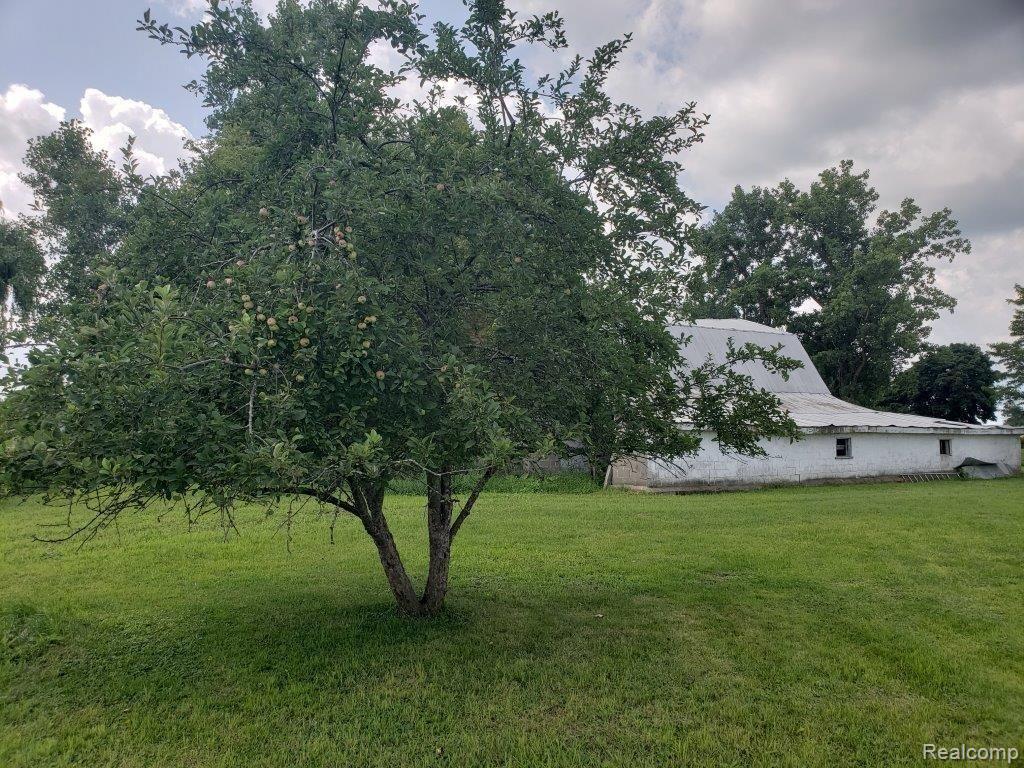 5932 Biles Road Capac, MI 48014 - Photo 30 of 32 Many apple and Pear Trees (2).jpg
