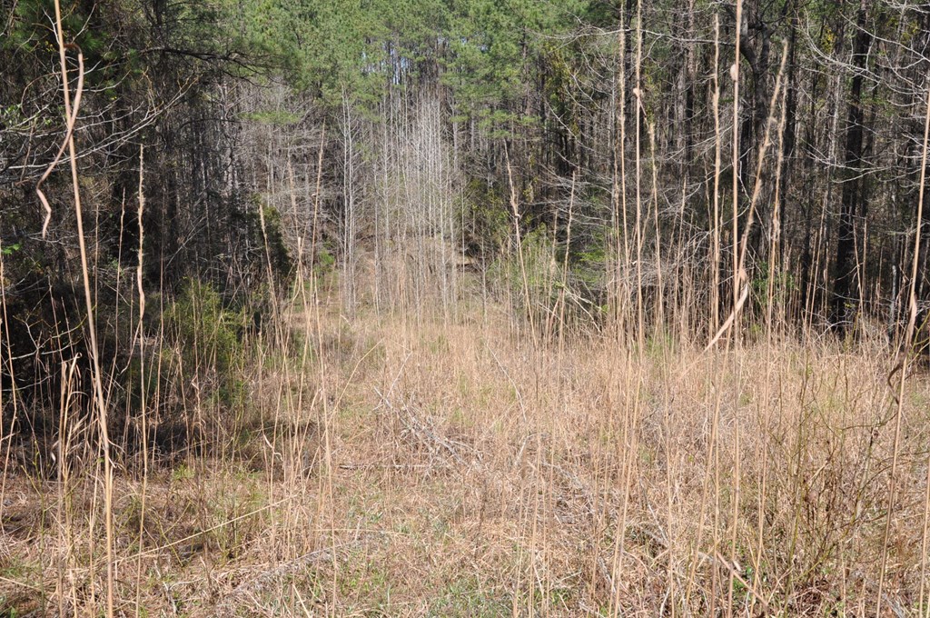478 Glennbridge Road Hatchechubbee, AL 36858 - Photo 12 of 26