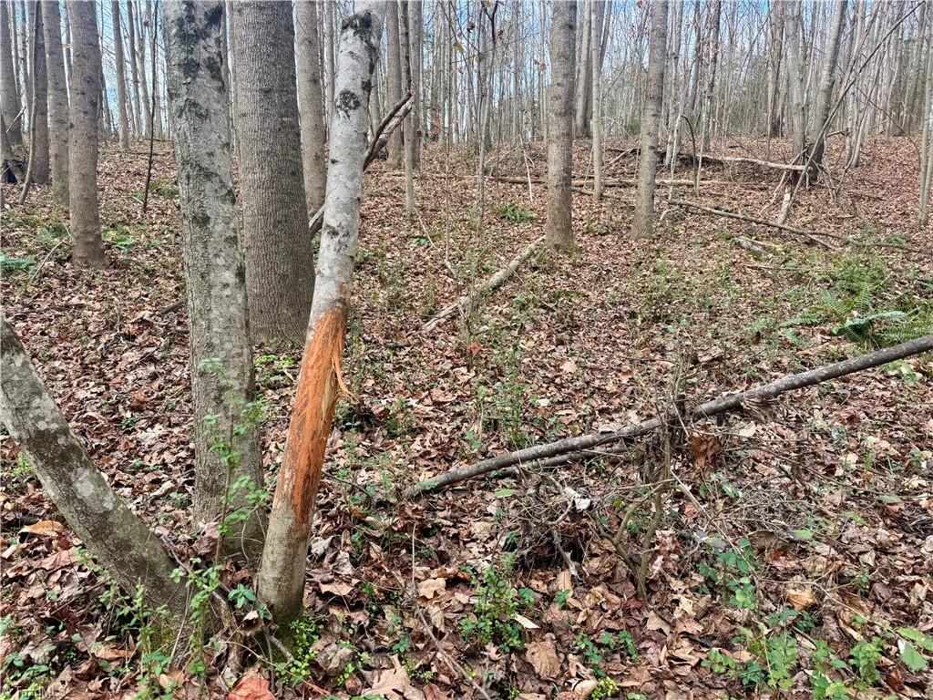 0 Asbury Road Seagrove, NC 27341 - Photo 11 of 40 Buck rubs noted across the property