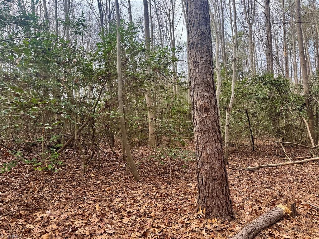 0 Asbury Road Seagrove, NC 27341 - Photo 14 of 40 beautiful mix of evergreens and hardwoods