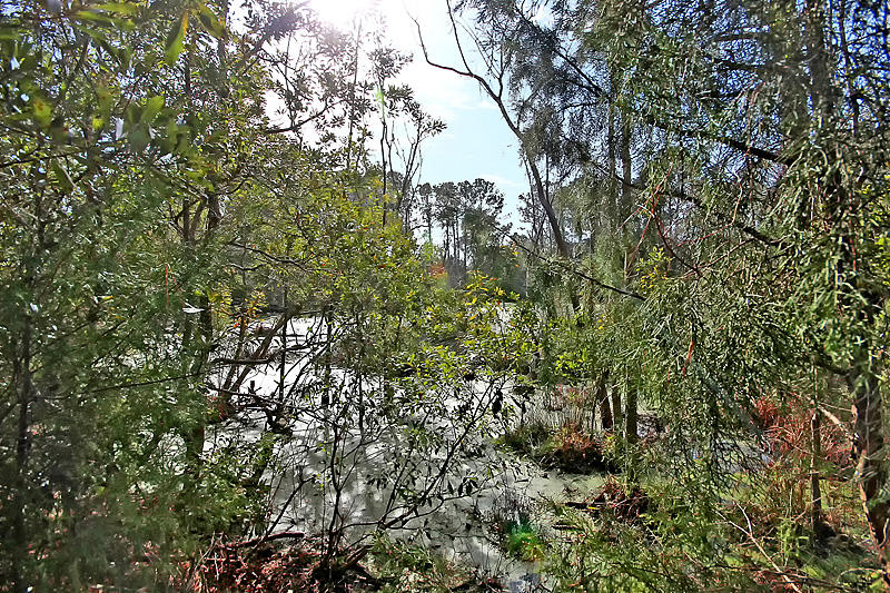 401 Kinloss Country Lane Mount Pleasant, SC 29466 - Photo 34 of 34 IMG_0358-copy