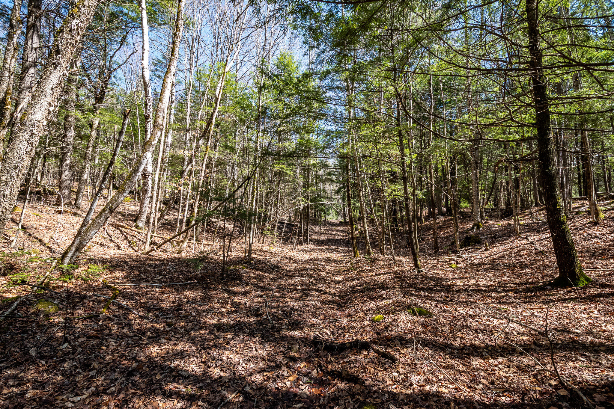 0 Bearce Road Sangerville, ME 04479 - Photo 33 of 50 DSC_0479