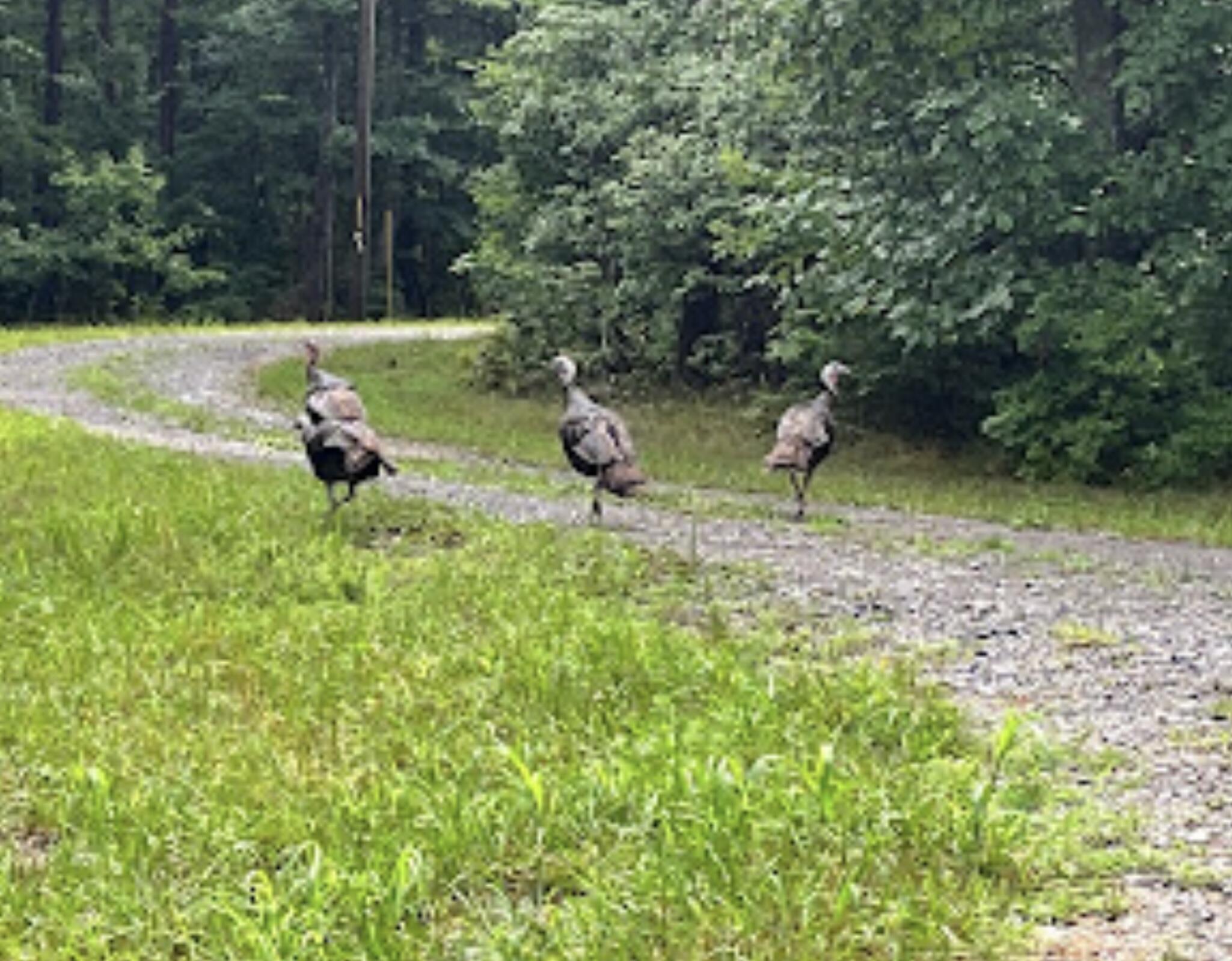 260 Ralphs Way Rising Fawn, GA 30738 - Photo 72 of 79 IMG_0254