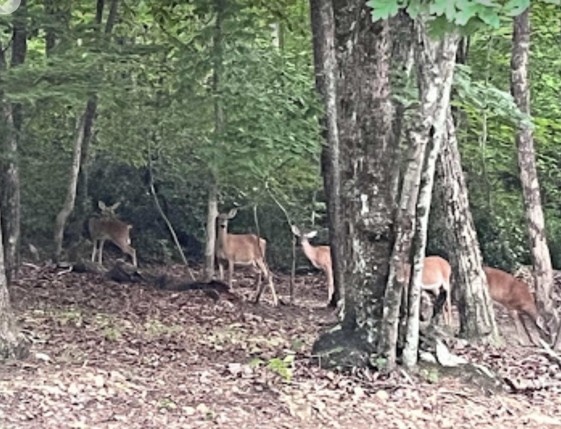 260 Ralphs Way Rising Fawn, GA 30738 - Photo 73 of 79 IMG_0255