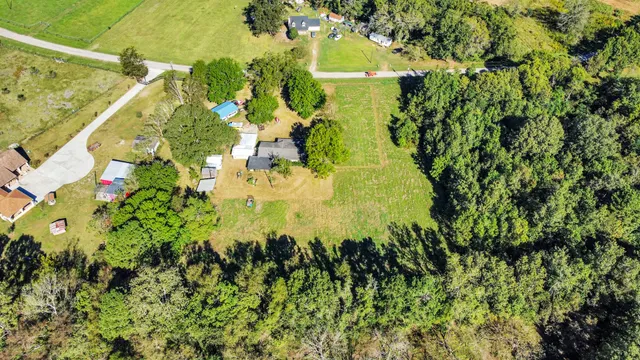a close up of a plant in a garden