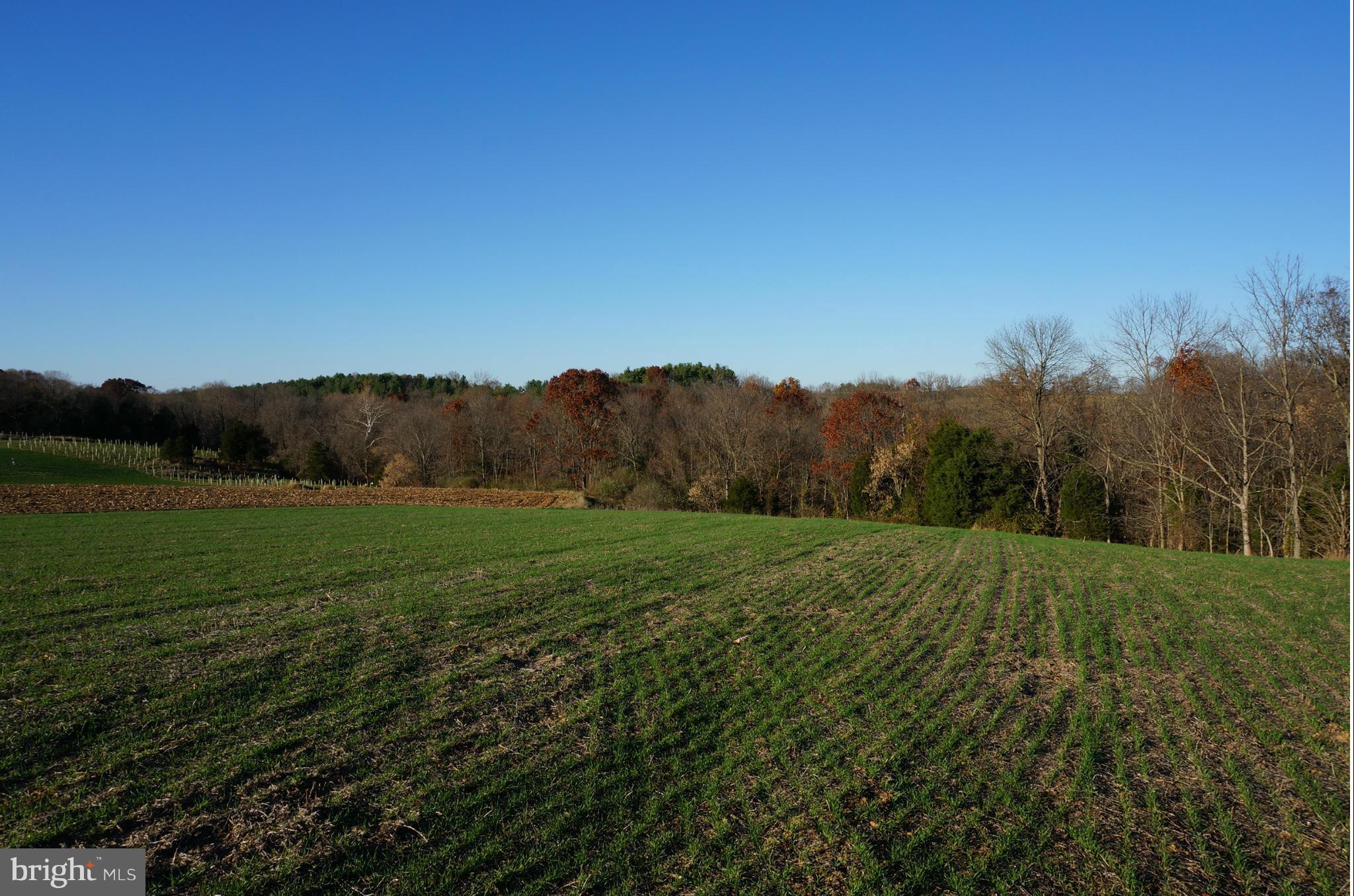 19034 Manor Church Road Boonsboro, MD 21713 - Photo 14 of 30 Rolling Meadow Looking Into The Wooded Area