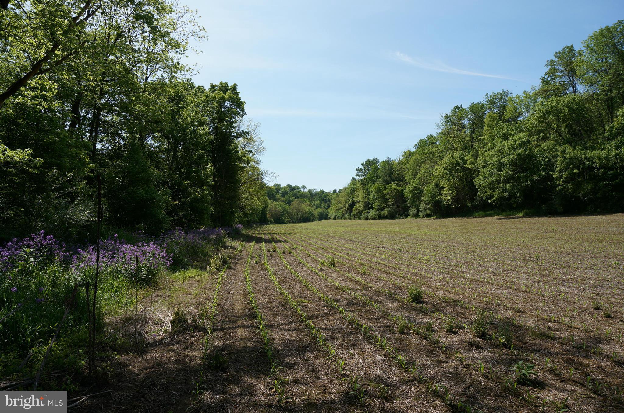 19034 Manor Church Road Boonsboro, MD 21713 - Photo 23 of 30 Bottom Land At Rear Of Property