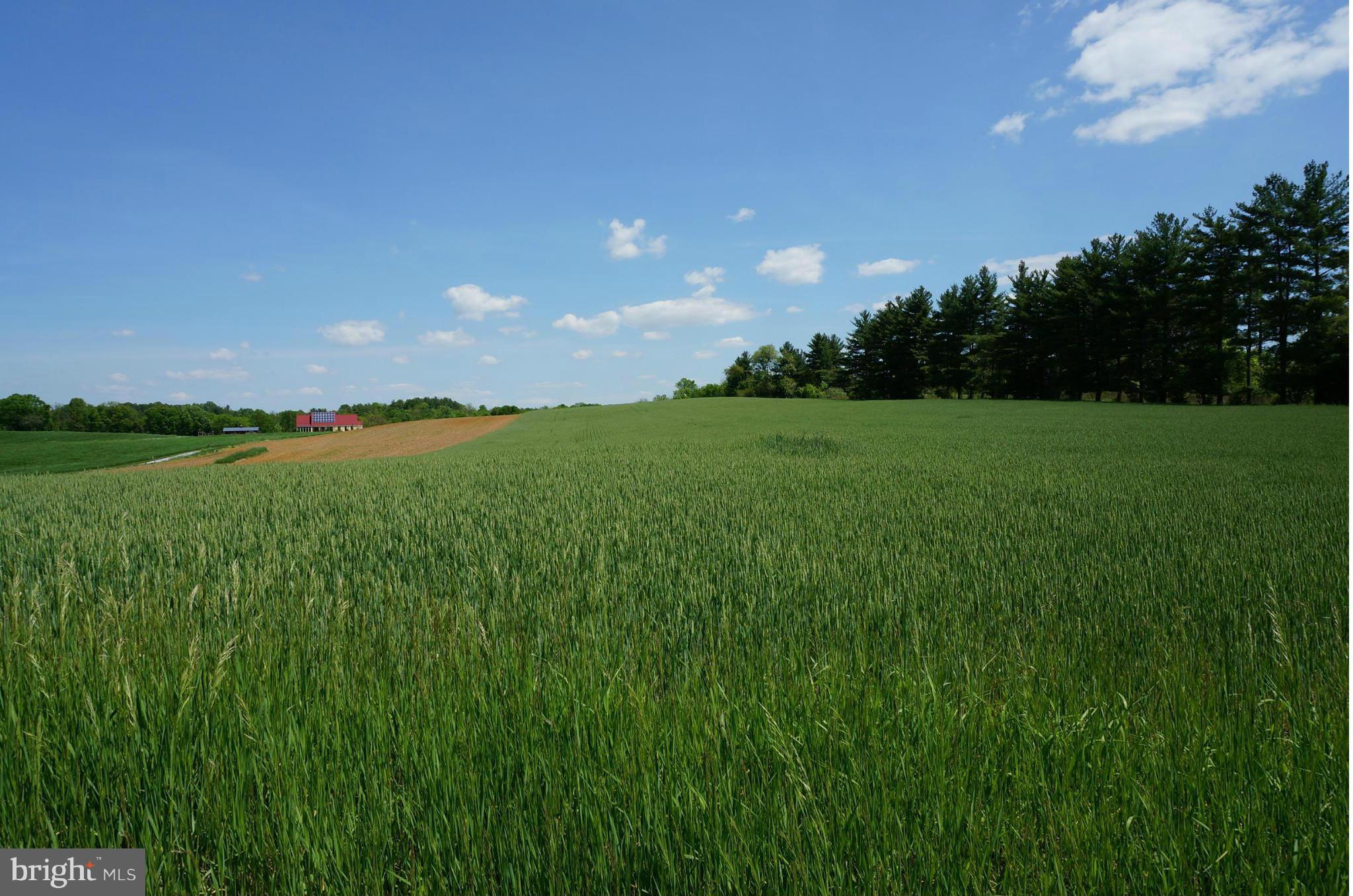19034 Manor Church Road Boonsboro, MD 21713 - Photo 4 of 30 View Of Meadow From Manor Church Rd