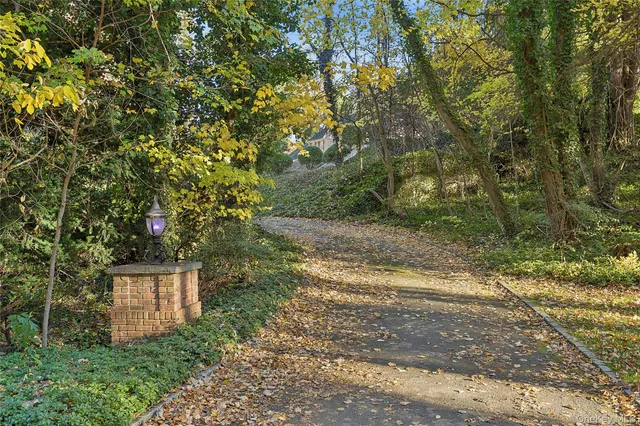 a view of a yard with plants and large trees