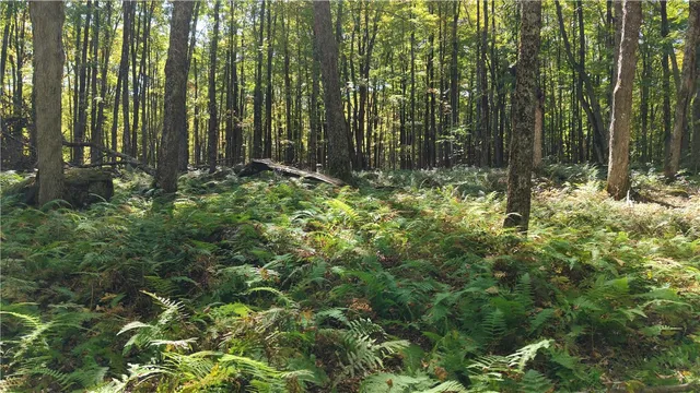 $69,900 | 78 Dunn Brook Road, Remsen, NY 13438