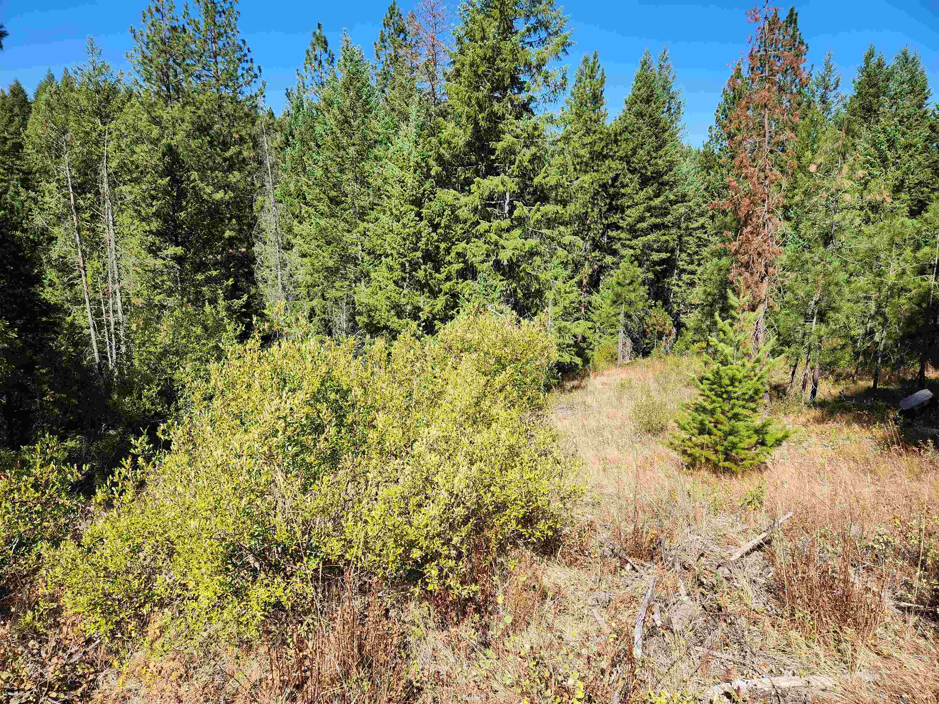 5249 Olinger Road Springdale, WA 99173 - Photo 14 of 22