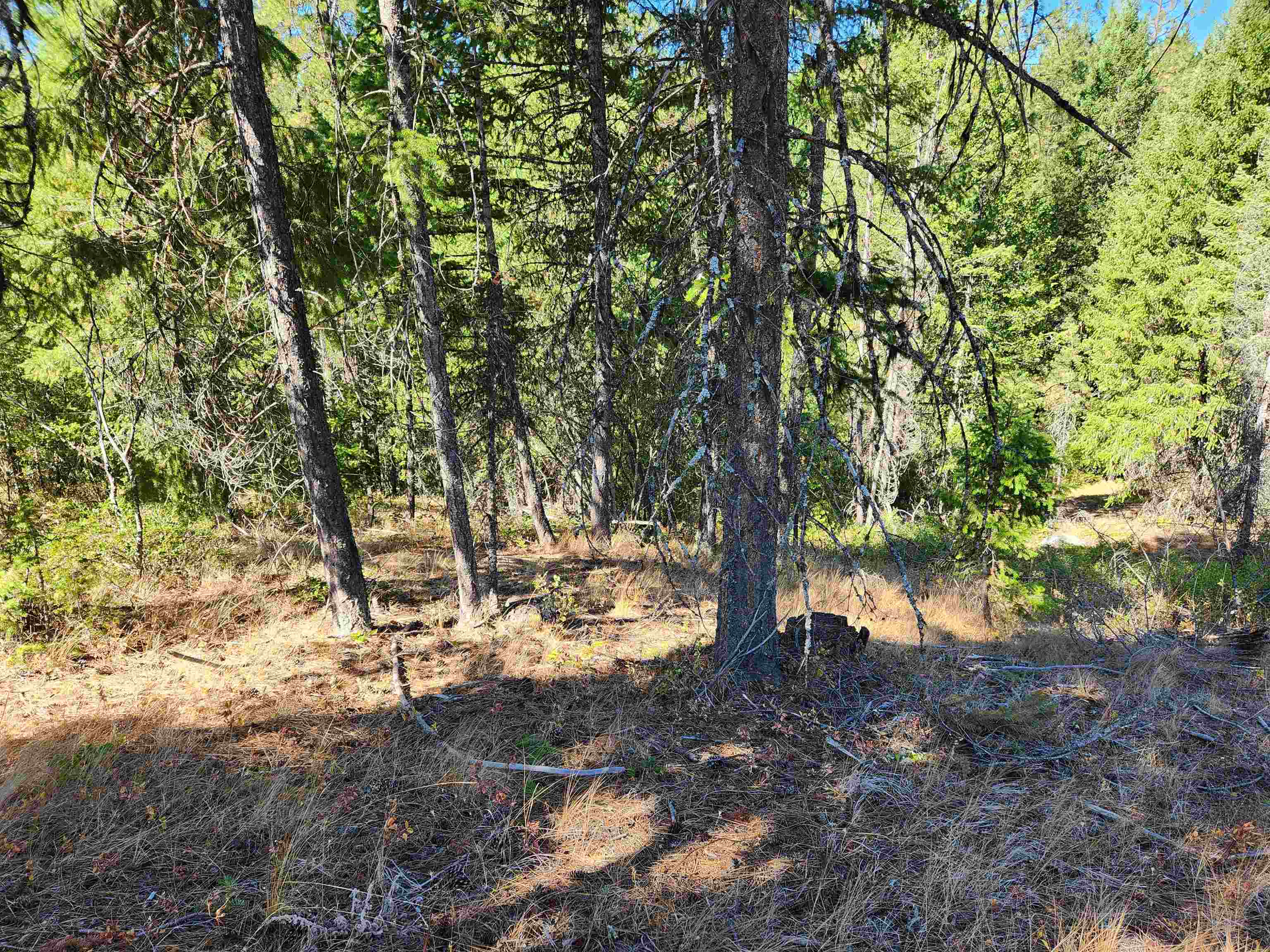 5249 Olinger Road Springdale, WA 99173 - Photo 15 of 22