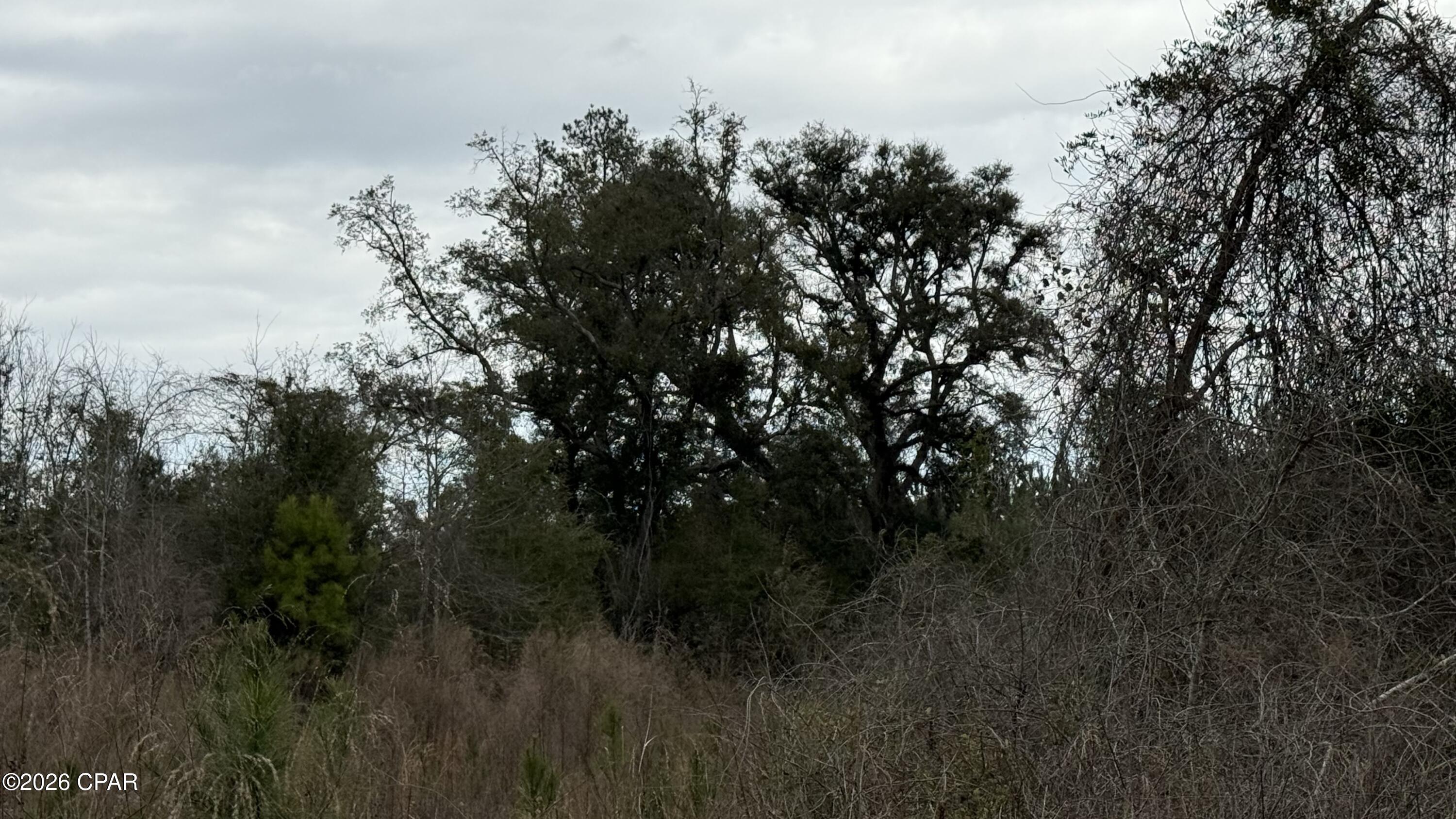 0 Christmas Road Campbellton, FL 32426 - Photo 3 of 3