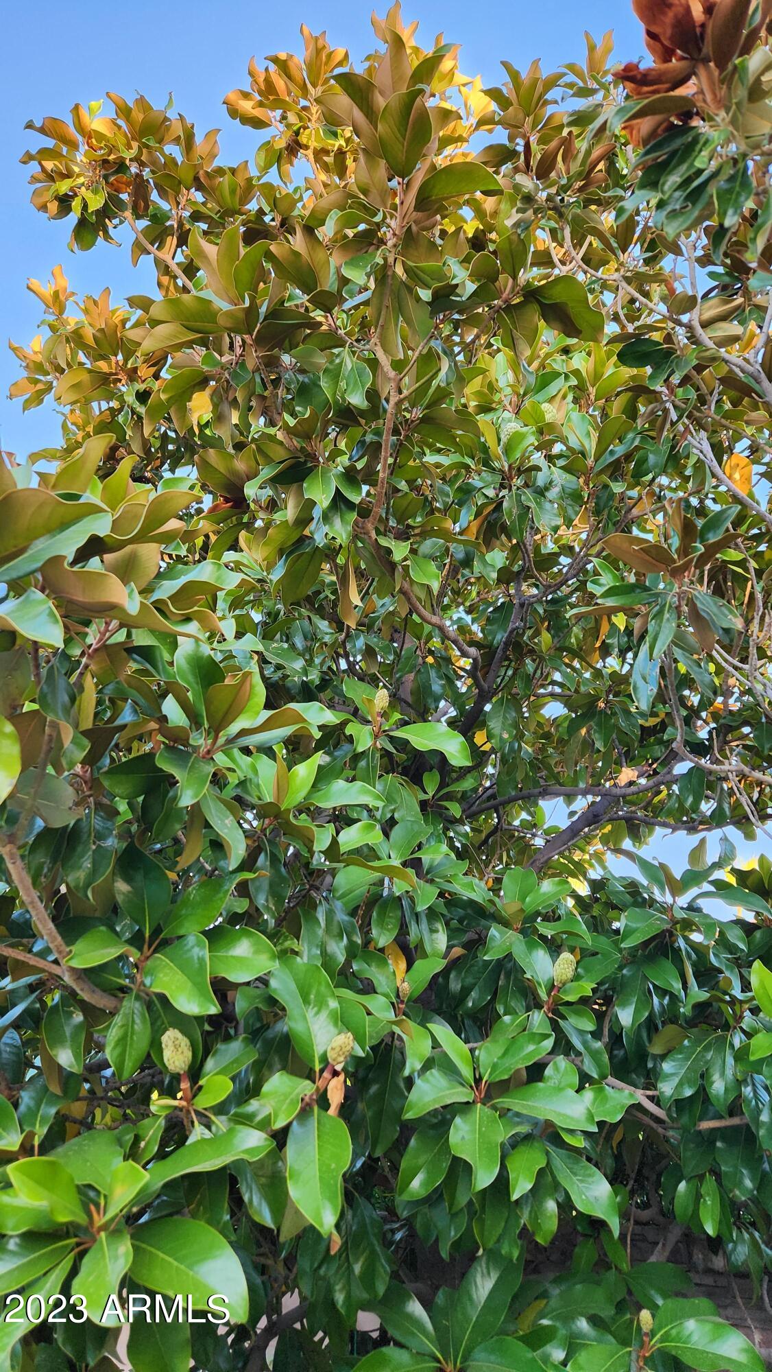 1155 East Grandview Road Phoenix, AZ 85022 - Photo 41 of 49 MAGNOLIA TREES
