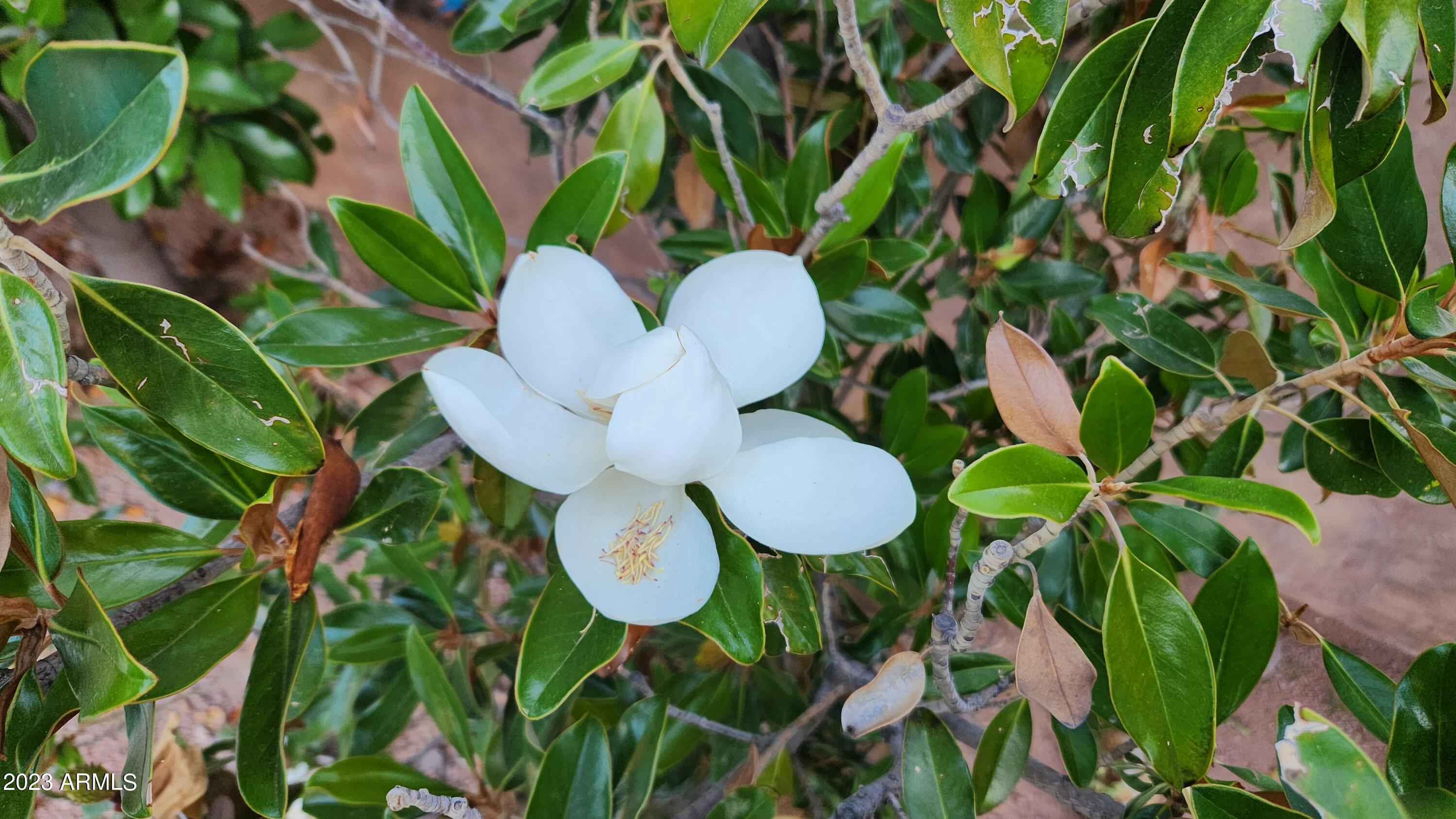 1155 East Grandview Road Phoenix, AZ 85022 - Photo 42 of 49 MAGNOLIA BLOSSOM