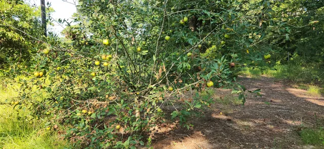 $399,000 | 5680 Highway 43, Jefferson, TX 75657