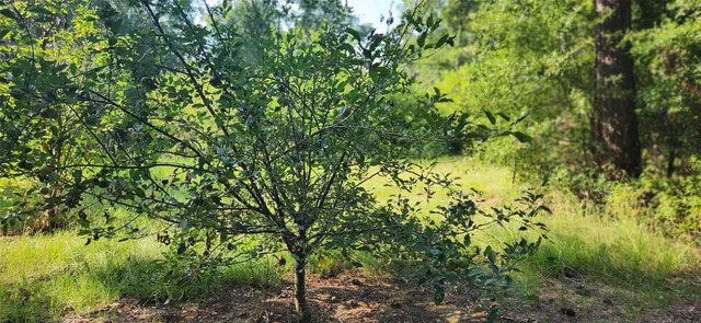 $399,000 | 5680 Highway 43, Jefferson, TX 75657