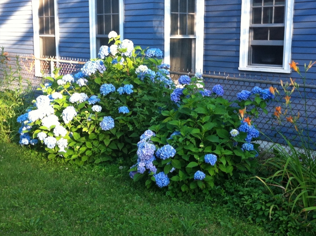 23 Germain Street Worcester, MA 01602 - Photo 37 of 42 a bunch of flowers in front of the house