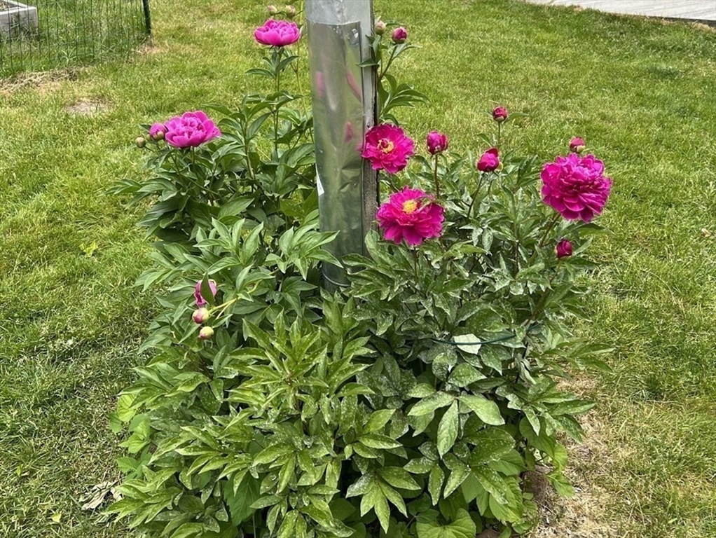 23 Germain Street Worcester, MA 01602 - Photo 39 of 42 a flower plants and a table