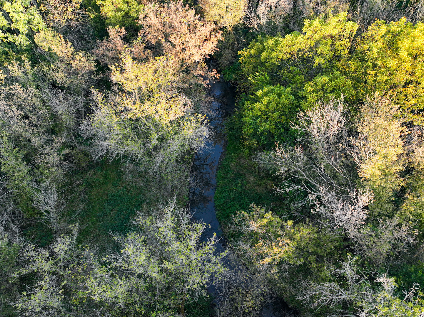 0 Hunter Road Capron, IL 61012 - Photo 16 of 36 a view of a plants with a tree