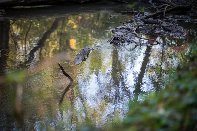 a view of a green field with trees