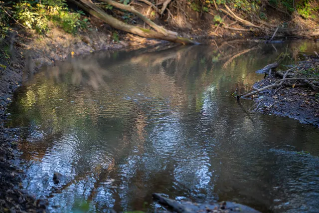 a view of a lush green forest