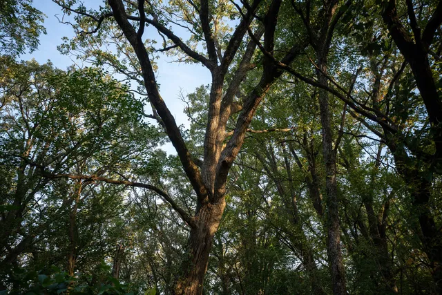 a view of a tree in a yard